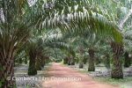 shv-palm-oil-farm-01